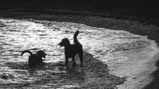 Dogs on the Beach