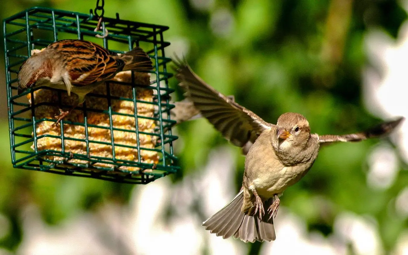 Birds at a Bird Feeder