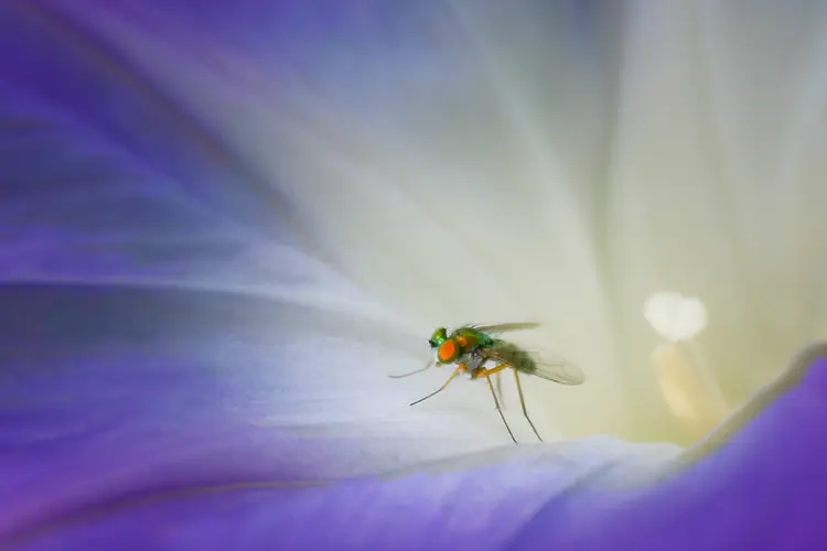 Macro of Fly on Flower